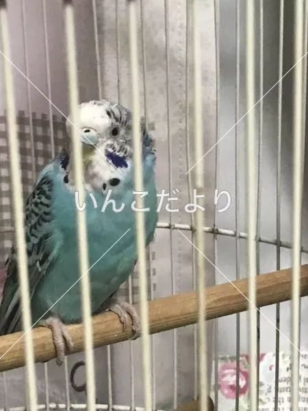 保護鳥の写真