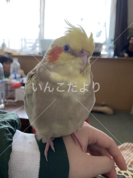 迷い鳥の写真