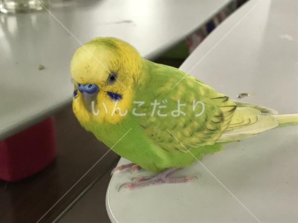 迷い鳥の写真