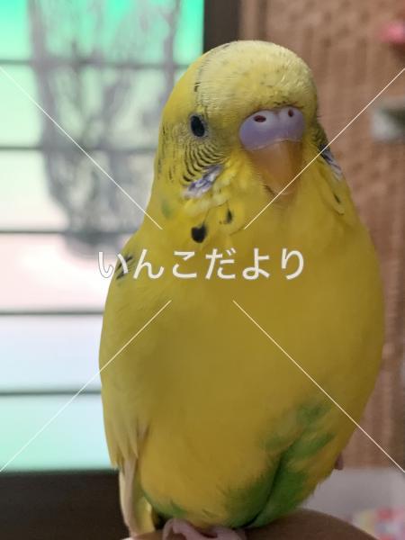 迷い鳥の写真