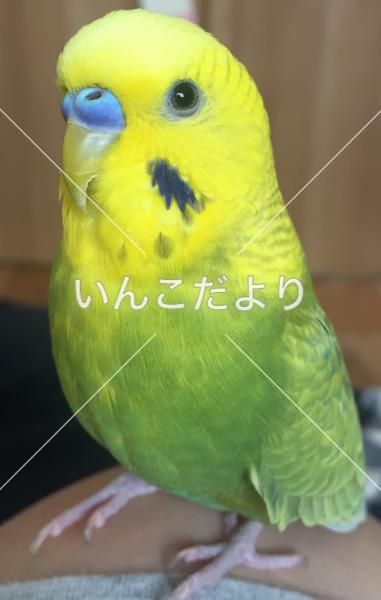 迷い鳥の写真