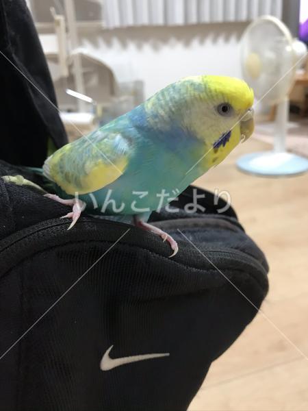 迷い鳥の写真