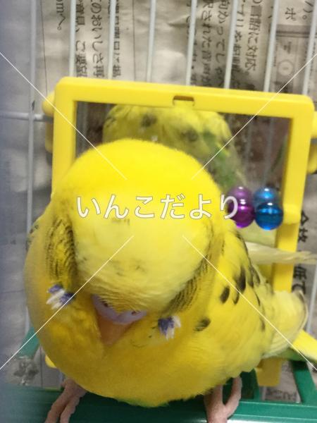 迷い鳥の写真