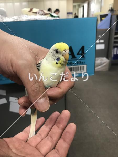 保護鳥の写真