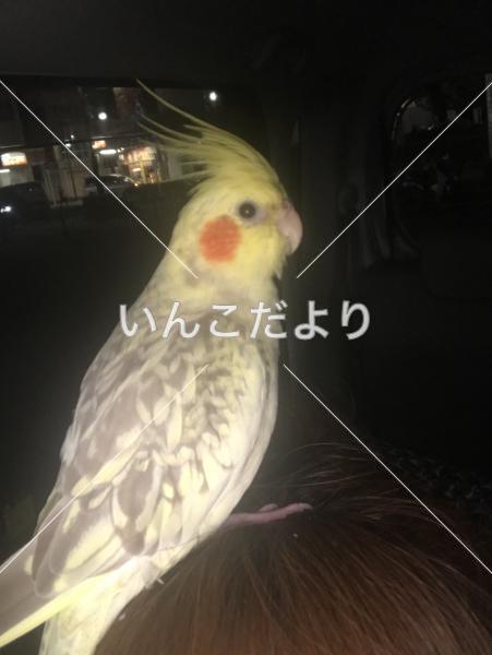 迷い鳥の写真