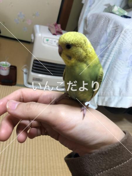 迷い鳥の写真