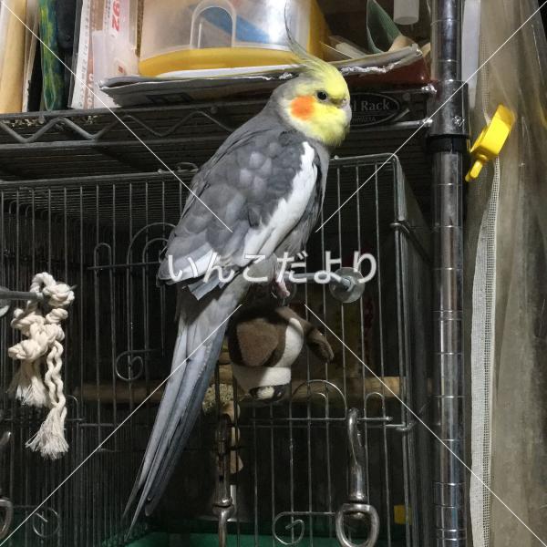 迷い鳥の写真