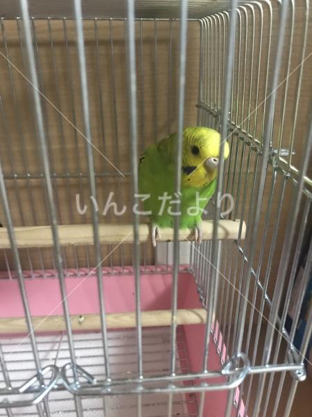 保護鳥の写真