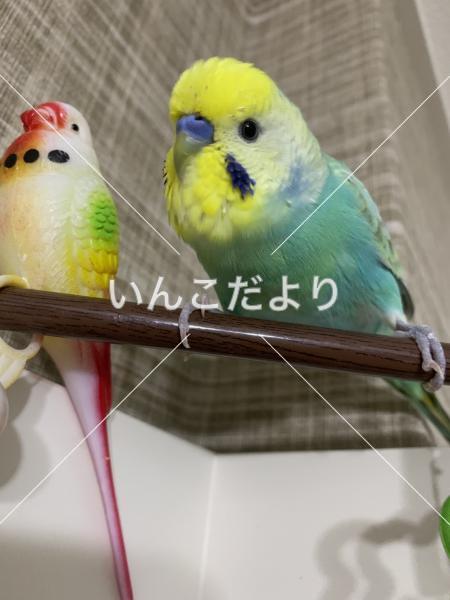 迷い鳥の写真
