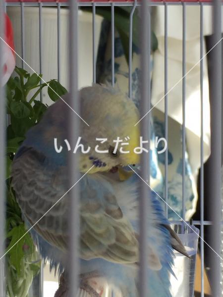 迷い鳥の写真