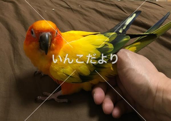 迷い鳥の写真