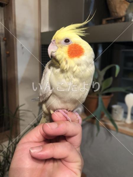 迷い鳥の写真