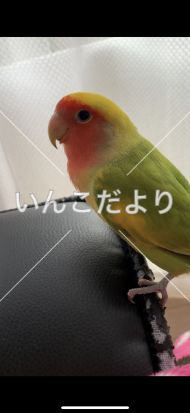 迷い鳥の写真