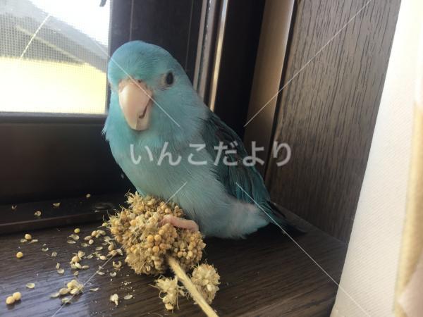 迷い鳥の写真