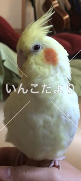 迷い鳥の写真