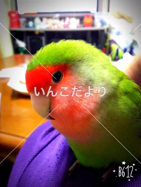 迷い鳥の写真
