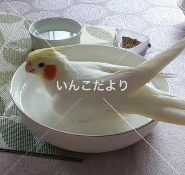 迷い鳥の写真