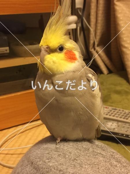 迷い鳥の写真