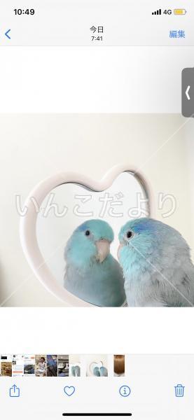 迷い鳥の写真