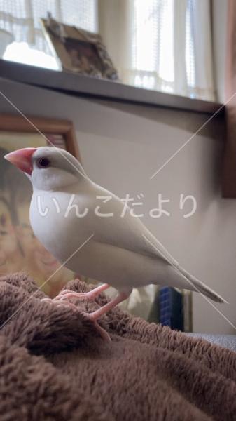 迷い鳥の写真