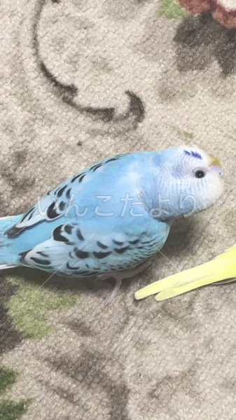 迷い鳥の写真