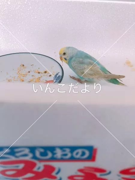 保護鳥の写真