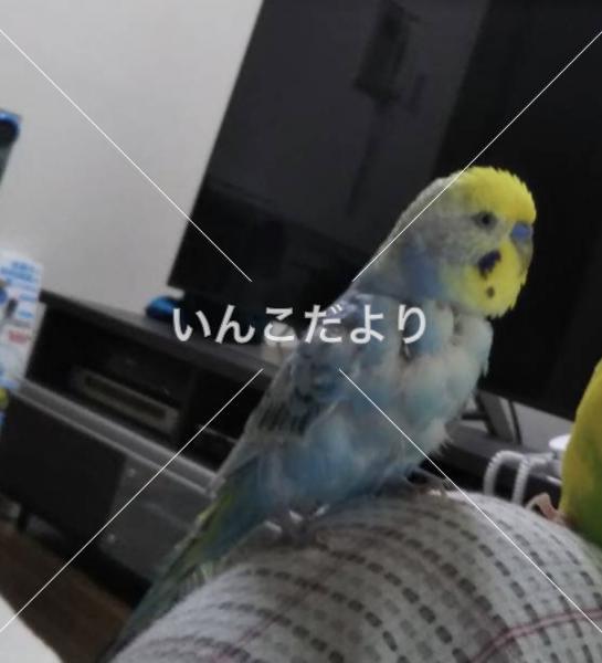 迷い鳥の写真
