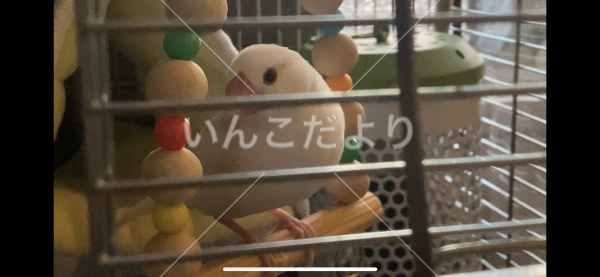 迷い鳥の写真
