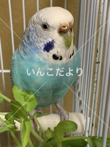 迷い鳥の写真