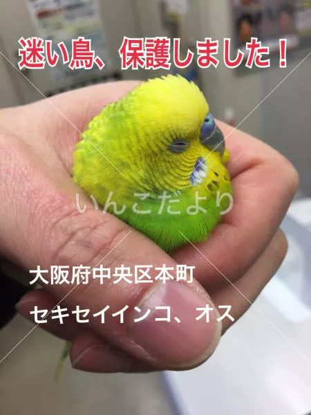保護鳥の写真