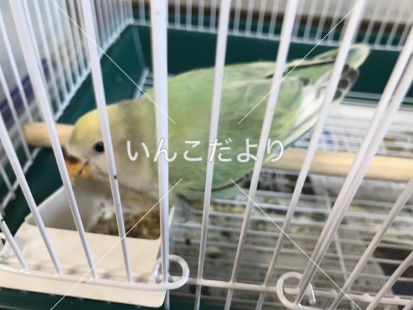 保護鳥の写真
