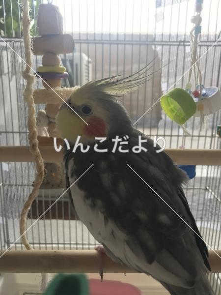 迷い鳥の写真