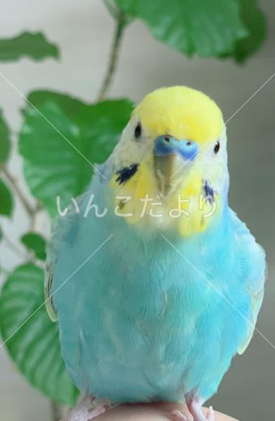 迷い鳥の写真
