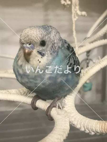 保護鳥の写真
