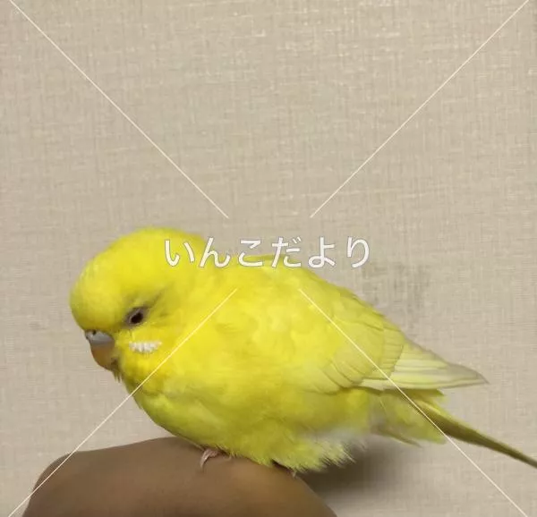 保護鳥の写真