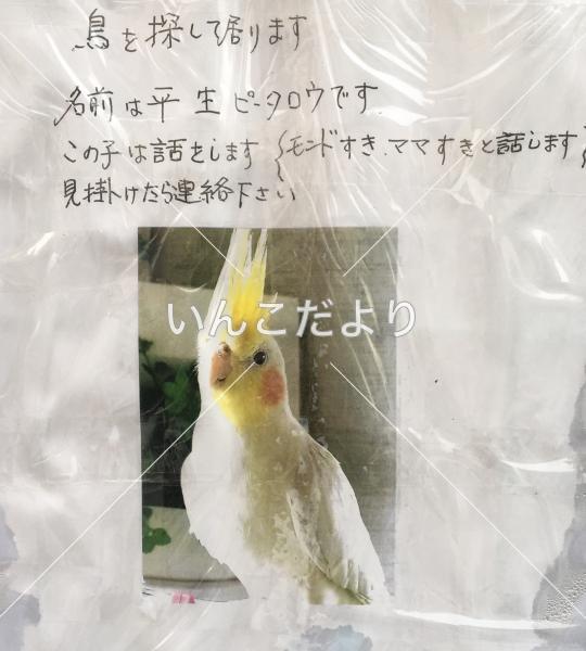 迷い鳥の写真