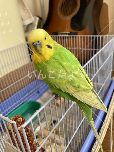 保護鳥の写真