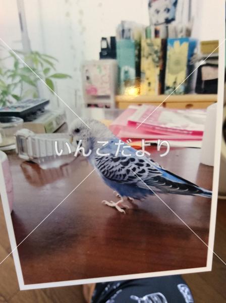 迷い鳥の写真