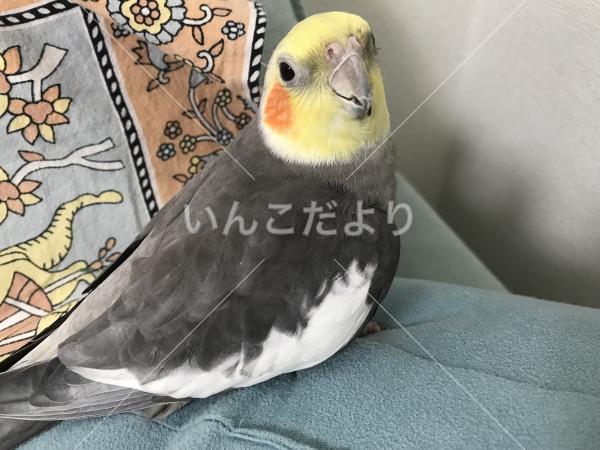 迷い鳥の写真