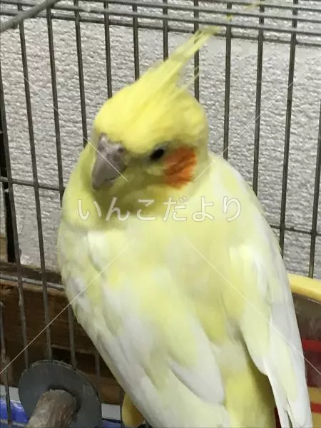 保護鳥の写真