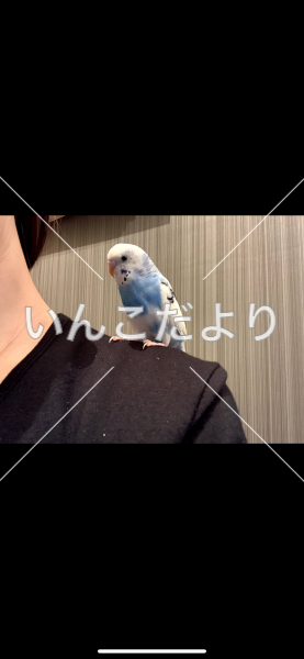 迷い鳥の写真