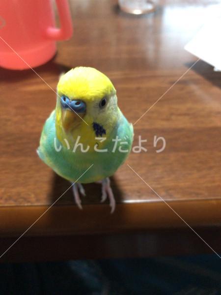 迷い鳥の写真