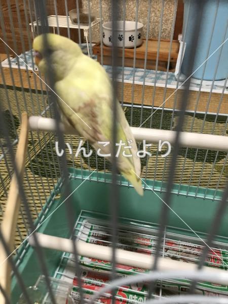 保護鳥の写真