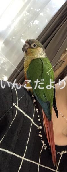 迷い鳥の写真