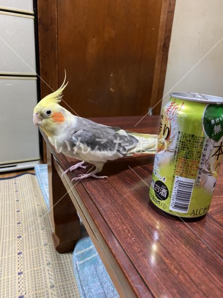 迷い鳥の写真