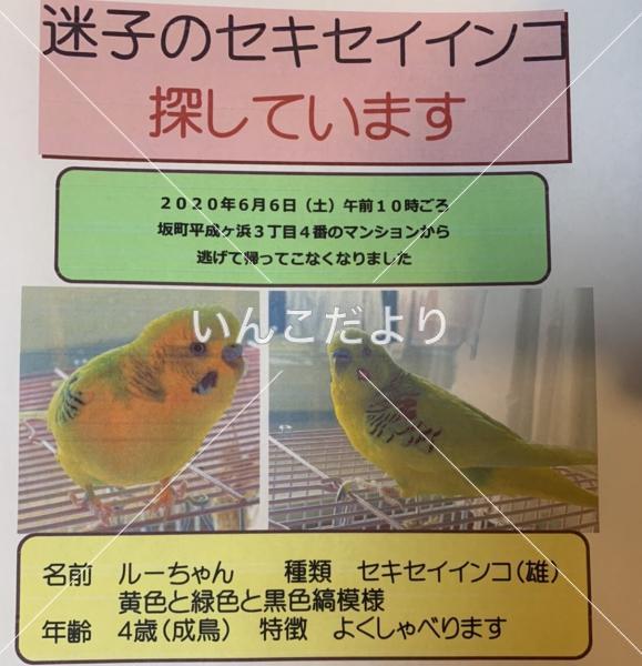 迷い鳥の写真