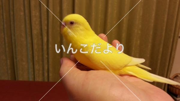 迷い鳥の写真
