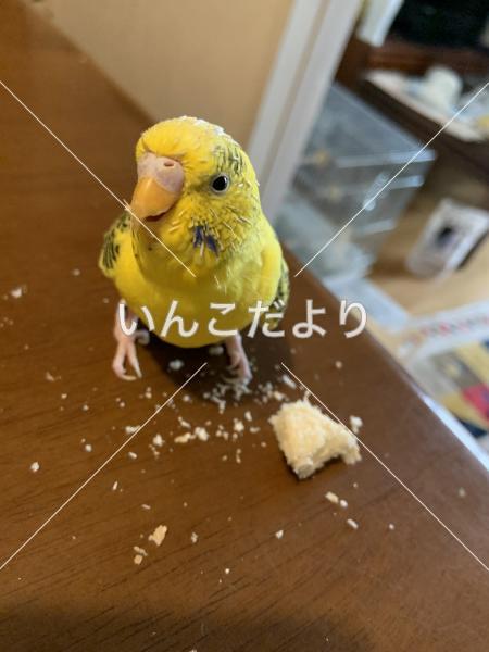 迷い鳥の写真