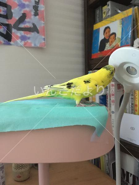 迷い鳥の写真