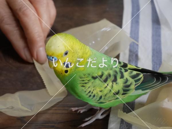 迷い鳥の写真